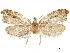  (Palaeophanes taiwanensis - CCDB-34786-G04)  @11 [ ] CreativeCommons - Attribution (2019) CBG Photography Group Centre for Biodiversity Genomics