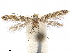  (Cameraria mendocinensis - CCDB-34791-H08)  @11 [ ] CreativeCommons - Attribution (2020) CBG Photography Group Centre for Biodiversity Genomics