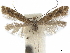  (Cremastobombycia grindeliella - CCDB-35905-E08)  @11 [ ] CreativeCommons - Attribution (2020) CBG Photography Group Centre for Biodiversity Genomics