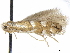 (Phyllonorycter obscuricostella - CCDB-35906-F12)  @11 [ ] CreativeCommons - Attribution (2020) CBG Photography Group Centre for Biodiversity Genomics