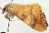  (Oxyodes ochreata - CCDB-35908-G02)  @11 [ ] CreativeCommons - Attribution (2020) CBG Photography Group Centre for Biodiversity Genomics