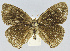  (Calisto anegadensis - CCDB-34075-A01)  @11 [ ] CreativeCommons - Attribution Share-Alike (2019) Unspecified Smithsonian Institution National Museum of Natural History