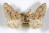  (Cochisea unicoloris - AMNH_IZC 00197127)  @11 [ ] Unspecified (default): All Rights Reserved  Unspecified Unspecified