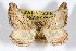  (Hulstina imitatrix fulva - AMNH_IZC 00197033)  @11 [ ] Unspecified (default): All Rights Reserved  Unspecified Unspecified