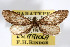  (Eupetheciaria escariola - AMNH_IZC 00197066)  @11 [ ] Unspecified (default): All Rights Reserved  Unspecified Unspecified