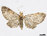  (Eupithecia anita - CCDB-37905-A06)  @11 [ ] CreativeCommons - Attribution (2024) CBG Photography Group Centre for Biodiversity Genomics