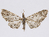  (Eupithecia chrodna - CCDB-37905-A07)  @11 [ ] CreativeCommons - Attribution (2024) CBG Photography Group Centre for Biodiversity Genomics