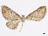  (Eupithecia mollita - CCDB-37905-A09)  @11 [ ] CreativeCommons - Attribution (2024) CBG Photography Group Centre for Biodiversity Genomics