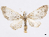  (Eupithecia muscula - CCDB-37905-A10)  @11 [ ] CreativeCommons - Attribution (2024) CBG Photography Group Centre for Biodiversity Genomics