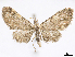  (Eupithecia pactia - CCDB-37905-A11)  @11 [ ] CreativeCommons - Attribution (2024) CBG Photography Group Centre for Biodiversity Genomics