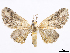  (Eupithecia pertacta - CCDB-37905-B02)  @11 [ ] CreativeCommons - Attribution (2024) CBG Photography Group Centre for Biodiversity Genomics