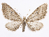  (Eupithecia planipennis - CCDB-37905-B03)  @11 [ ] CreativeCommons - Attribution (2024) CBG Photography Group Centre for Biodiversity Genomics