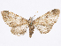  (Eupithecia sellia - CCDB-37905-B04)  @11 [ ] CreativeCommons - Attribution (2024) CBG Photography Group Centre for Biodiversity Genomics