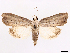  (Herminodes albistriga - CCDB-45171-D12)  @11 [ ] CreativeCommons - Attribution (2024) CBG Photography Group Centre for Biodiversity Genomics