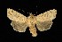 (Leucania inermis - 05-NCCC-096)  @14 [ ] CreativeCommons - Attribution (2010) Unspecified Centre for Biodiversity Genomics