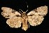  (Morrisonia triangula - 05-NCCC-107)  @14 [ ] CreativeCommons - Attribution (2010) Unspecified Centre for Biodiversity Genomics