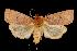  (Epiglaea apiata - 05-NCCC-492)  @15 [ ] CreativeCommons - Attribution (2010) Unspecified Centre for Biodiversity Genomics