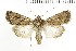  (Xestia tritici - NMPC-LEP-1583)  @11 [ ] by-nc-sa (2024) Jan Sumpich National Museum of Natural History, Prague