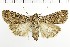  (Xestia tritici - NMPC-LEP-1658)  @11 [ ] by-nc-sa (2024) Jan Sumpich National Museum of Natural History, Prague