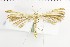  (Merrifieldia renatae - NMPC-LEP-1679)  @11 [ ] by-nc-sa (2024) Jan Sumpich National Museum of Natural History, Prague