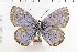  (Polyommatus rosei - NMPC-LEP-1735)  @11 [ ] by-nc-sa (2024) Jan Sumpich National Museum of Natural History, Prague