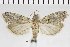  (Acrobasis xanthogramma - NMPC-LEP-0474)  @11 [ ] by-nc-sa (2023) Jan Sumpich National Museum of Natural History, Prague