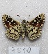  (Pyrgus bocchoris - MACN-Bar-Lep-ct 07510)  @12 [ ] Copyright (2016) MACN Museo Argentino de Ciencias Naturales, Bernardino Rivadavia