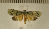  (Illice intacta - CLV4831)  @13 [ ] Copyright (2012) Olivier Bouteleux Institut National de la Recherche Agronomique, Forestry Zoology