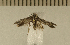  (Holcocerinae - CLV4929)  @12 [ ] Copyright (2012) Olivier Bouteleux Institut National de la Recherche Agronomique, Forestry Zoology