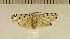  (Epeiromulona thysanata - CLV5004)  @13 [ ] Copyright (2012) Olivier Bouteleux Institut National de la Recherche Agronomique, Forestry Zoology