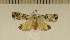  (Prepiella strigipennis - CLV5036)  @13 [ ] Copyright (2012) Olivier Bouteleux Institut National de la Recherche Agronomique, Forestry Zoology