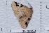  (Triommatodes costinotata - NS-RR0253)  @11 [ ] Copyright (2011) Rodolphe Rougerie University de Rouen