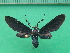  (Psoloptera leucosticta - KLM Lep 09956)  @11 [ ] CreativeCommons - Attribution Non-Commercial Share-Alike (2018) Christian Wieser Landesmuseum Kärnten