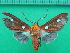 (Hyperthaema coccinata - KLM Lep 10082)  @14 [ ] CreativeCommons - Attribution Non-Commercial Share-Alike (2018) Christian Wieser Landesmuseum Kärnten