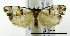  (Philenora irregularis - ww04174)  @14 [ ] CreativeCommons - Attribution (2010) Unspecified Centre for Biodiversity Genomics