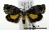  (Peritropha oligodrachma - ww04210)  @14 [ ] CreativeCommons - Attribution (2010) Unspecified Centre for Biodiversity Genomics