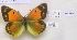  (Colias aurorina pulchisos - AVM1131)  @11 [ ] CreativeCommons - Attribution Non-Commercial Share-Alike (2018) Markus Franzen Linnaeus university