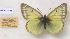  (Colias tyche werdandi - AVM1148)  @11 [ ] CreativeCommons - Attribution Non-Commercial Share-Alike (2018) Markus Franzen Linnaeus university