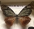  (Papilio agestor - AVM_16)  @11 [ ] CreativeCommons - Attribution Non-Commercial Share-Alike (2017) Markus Franzen Linnaeus university