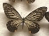  (Papilio epycides - AVM_18)  @11 [ ] CreativeCommons - Attribution Non-Commercial Share-Alike (2017) Markus Franzen Linnaeus university