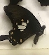 (Papilio nephelus chaon - AVM_26)  @11 [ ] CreativeCommons - Attribution Non-Commercial Share-Alike (2017) Markus Franzen Linnaeus university