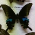  (Papilio arcturus - AVM_48)  @13 [ ] CreativeCommons - Attribution Non-Commercial Share-Alike (2017) Markus Franzen Linnaeus university