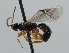  (Triclistus sp - NJP994)  @11 [ ] CreativeCommons  Attribution Share-Alike (by-sa) (2023) Unspecified Linnaeus University