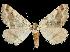  (Macaria pallipennata - 06-BLLOC-380)  @15 [ ] CreativeCommons - Attribution (2010) Unspecified Centre for Biodiversity Genomics