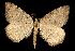  (Macaria extemporata - 06-BLLOC-1961)  @14 [ ] CreativeCommons - Attribution (2010) Unspecified Centre for Biodiversity Genomics