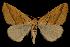  (Sicya morsicaria - 06-BLLOC-2303)  @15 [ ] CreativeCommons - Attribution (2010) Unspecified Centre for Biodiversity Genomics