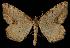 (Macaria semivolata - 06-BLLOC-2330)  @13 [ ] CreativeCommons - Attribution (2010) Unspecified Centre for Biodiversity Genomics