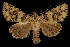  (Oligia violacea - 06-BLLOC-3234)  @15 [ ] CreativeCommons - Attribution (2010) Unspecified Centre for Biodiversity Genomics