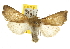  (Perigonica angulata - BIOUG06952-A05)  @14 [ ] CreativeCommons - Attribution (2013) CBG Photography Group Centre for Biodiversity Genomics
