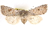 (Orthosia hibisci - BIOUG11933-A01)  @16 [ ] CreativeCommons - Attribution (2014) CBG Photography Group Centre for Biodiversity Genomics